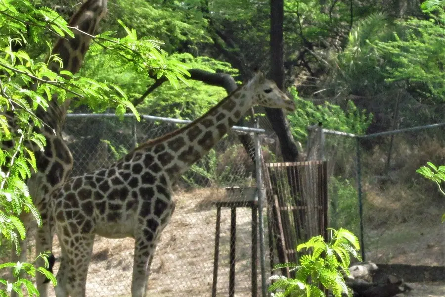 chidiya ghar national zoological gardens new delhi