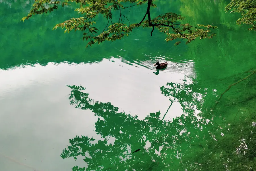 duck in lower lakes plitvice national park