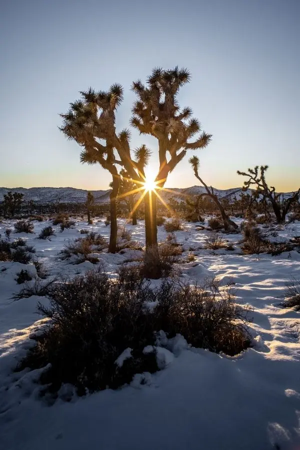 Joshua Tree national park in winter