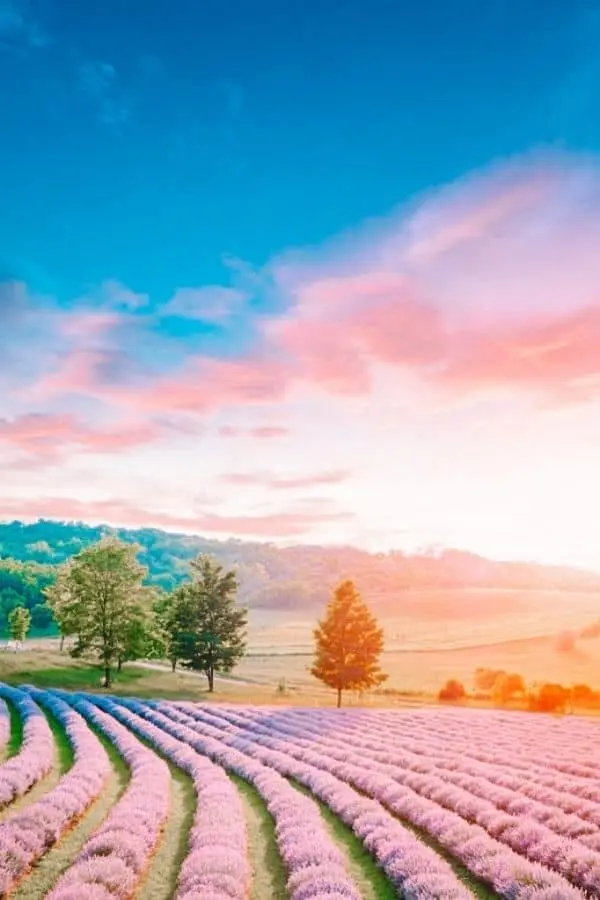 lavender fields tihany