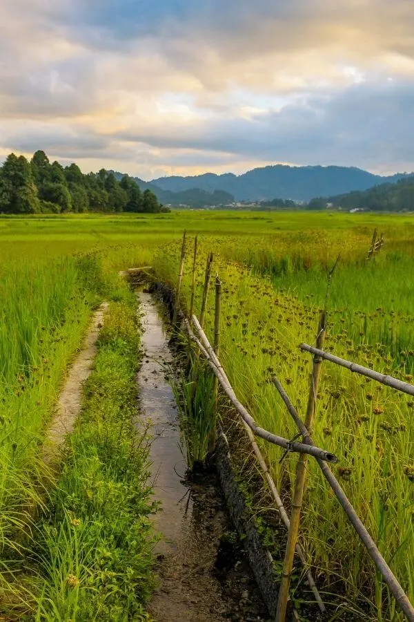 paddy fields cultivated by apatani tribe in ziro valley