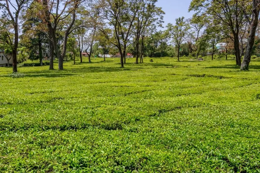 palampur himachal pradesh