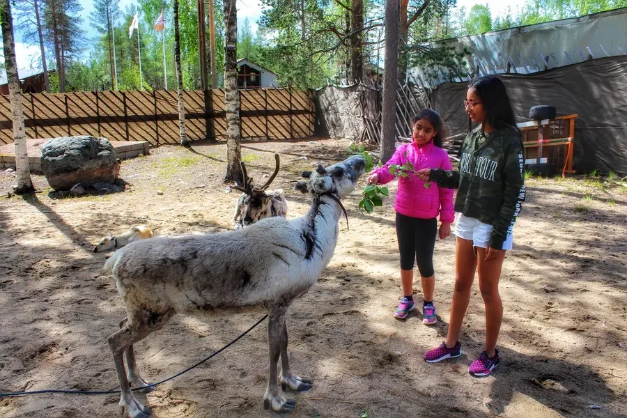 Reindeer Farm Santa Claus Village Rovaniemi Finland Lapland 