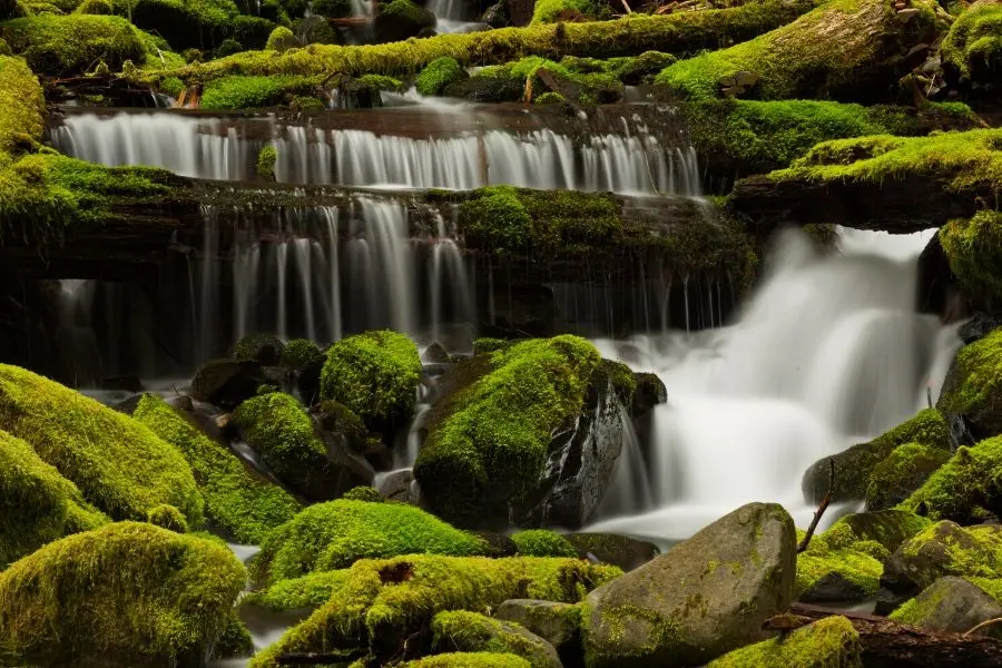 sol duc river trail olympic national park washington usa