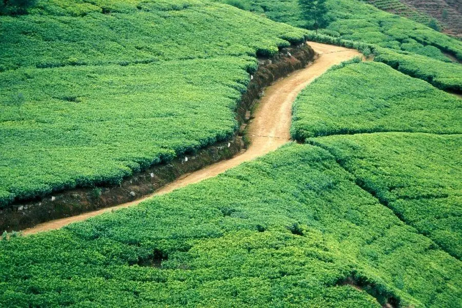 Tea gardens Nuwara Eliya Ceylon tea as souvenirs from Sri Lanka