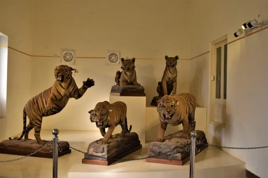 tiger gallery jai vilas palace