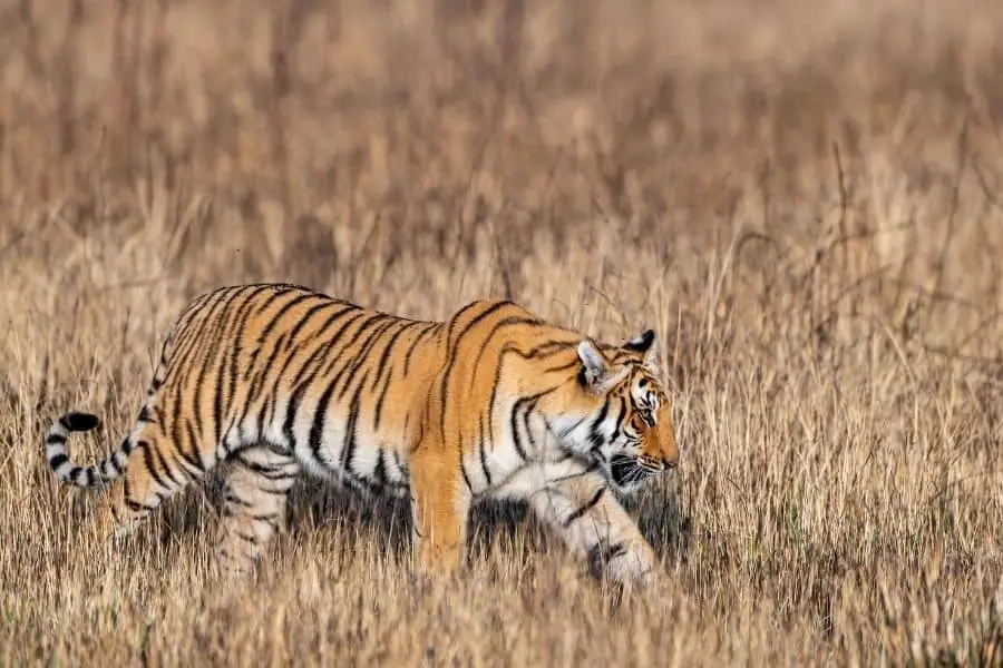 tiger in jim corbett national park