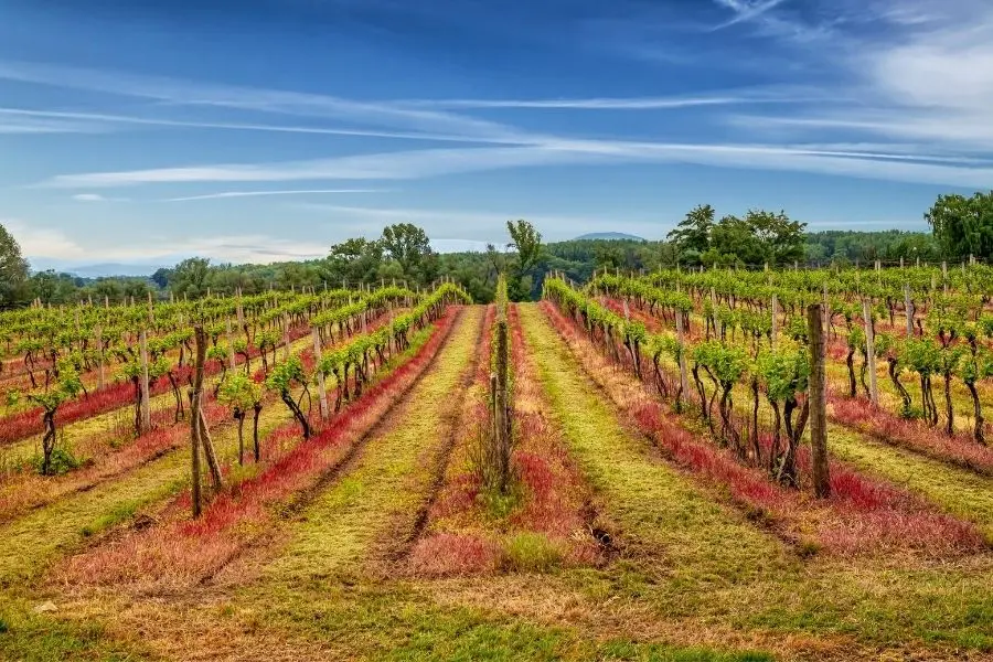 tokaj wine region hungary