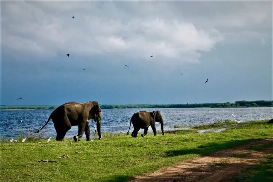 Elephants Udawalawe National Park