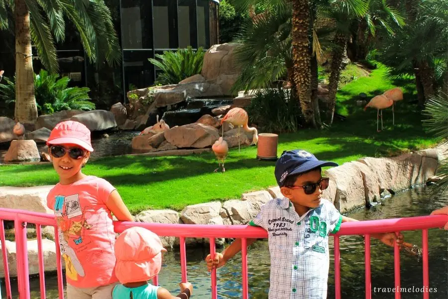 wild life habitat at flamingo hotel las vegas nevada usa