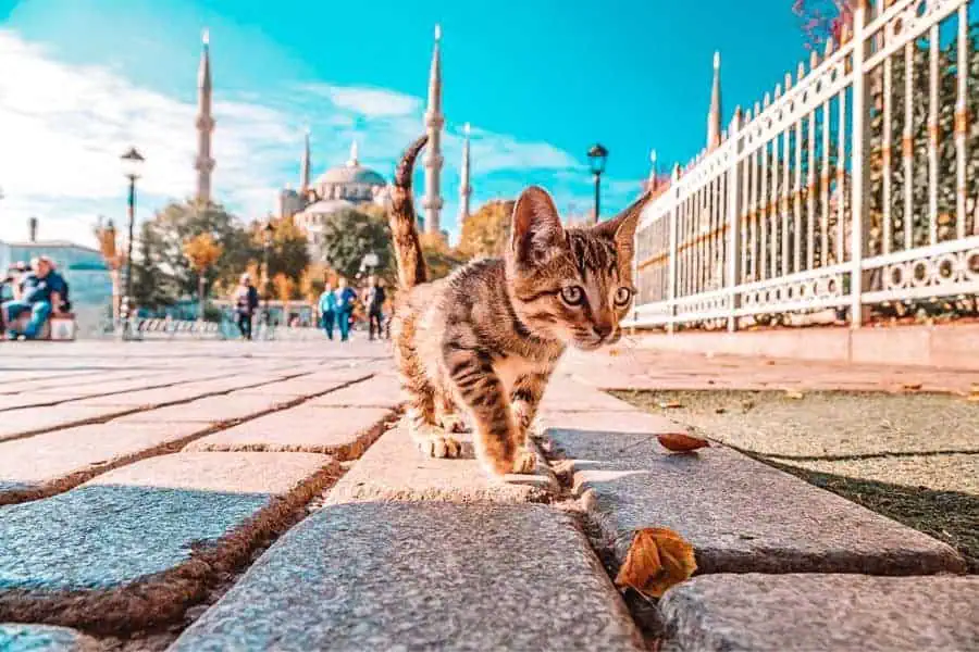 turkey istanbul cats