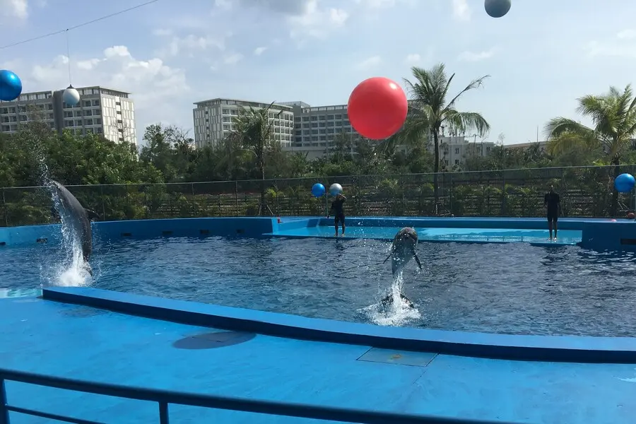 Vinpearl Land dolphin show