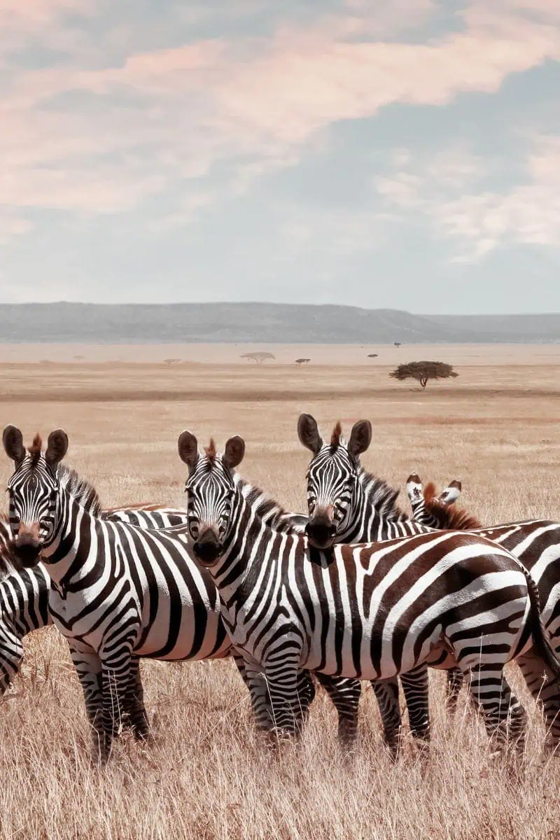 zebras in tanzania africa