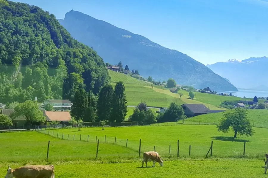 Zurich to Grindewald Road Trip European Road Trips